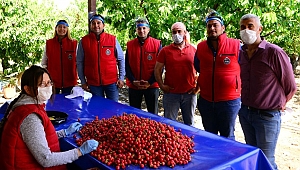 İhracata İlk Giden Kiraz Kemalpaşa’dan