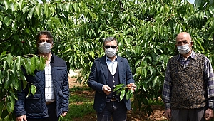 İzmir'de 75 bin ton kiraz rekoltesi bekleniyor