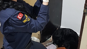 Jandarma yarasına "merhem" olduğu "Zeytin"e doğum yaptırdı