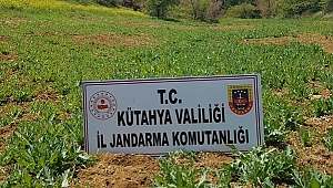 Kaçak haşhaş eken kişi gözaltına alındı