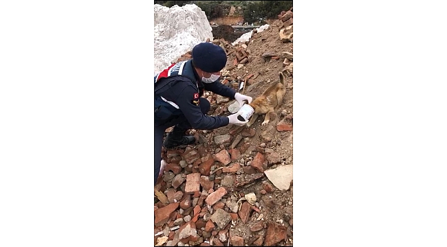 Kafasına konserve kutusu sıkışan köpeği jandarma kurtardı