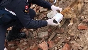 Kafasına konserve kutusu sıkışan köpeği jandarma kurtardı