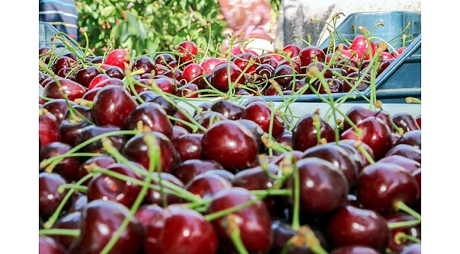 Kemalpaşa’da kiraz sezonu için tedbirler üst seviyede