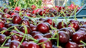 Kemalpaşa’da kiraz sezonu için tedbirler üst seviyede