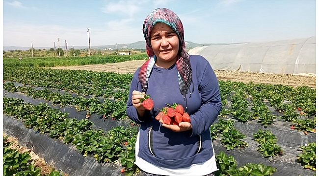 Köprübaşı çileğinde fiyat da rekolte de yüz güldürdü