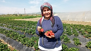 Köprübaşı çileğinde fiyat da rekolte de yüz güldürdü