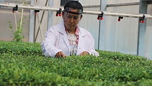 Kovid-19 sürecinde üreticiler yerli tohuma yöneldi