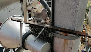 Kumrular yumurtadan çıkana kadar tamiratı ertelediler