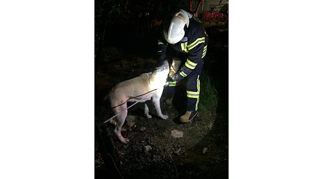 Manisa'da teneke kutuya kafası sıkışan köpeği itfaiye kurtardı