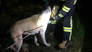Manisa'da teneke kutuya kafası sıkışan köpeği itfaiye kurtardı
