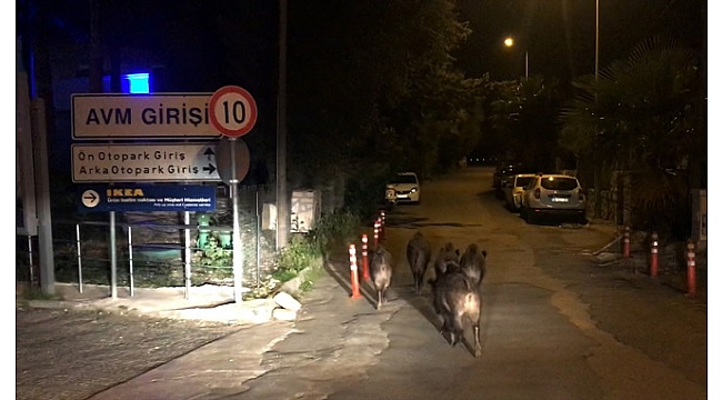 Muğla'da aç kalan domuzlar ilçe merkezine indi