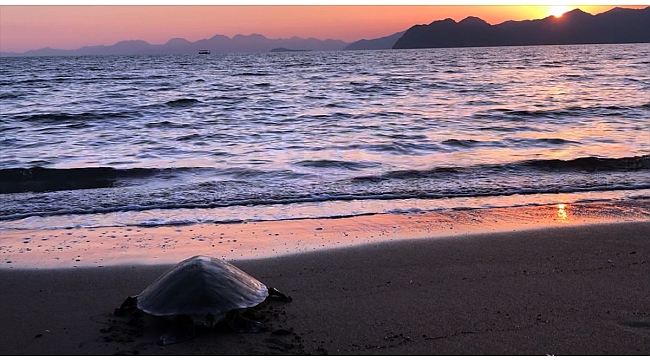 Muğla'da tedavisi tamamlanan caretta caretta denize bırakıldı
