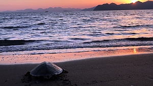 Muğla'da tedavisi tamamlanan caretta caretta denize bırakıldı