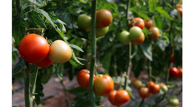 Muğla'da yaş sebze ve meyve üretimiyle ihracatı sürüyor