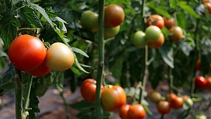 Muğla'da yaş sebze ve meyve üretimiyle ihracatı sürüyor