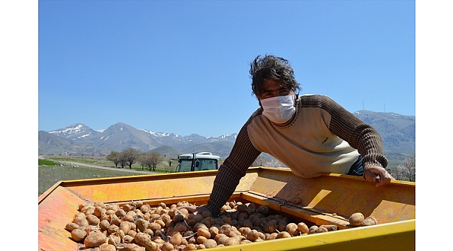 Patates veriminde artış bekleniyor