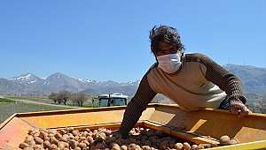 Patates veriminde artış bekleniyor