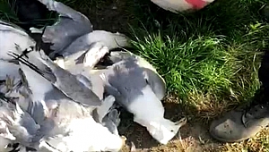 Siz insanmısınız
