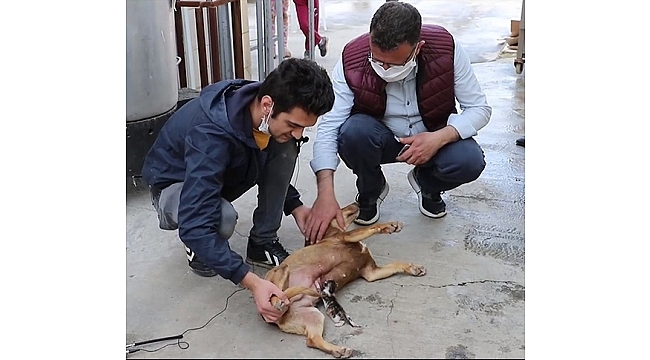 Sokakta bulunan yavru kediye gebe köpek sahip çıktı
