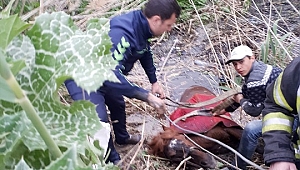 Sulama kanalına düşen atı itfaiye kurtardı