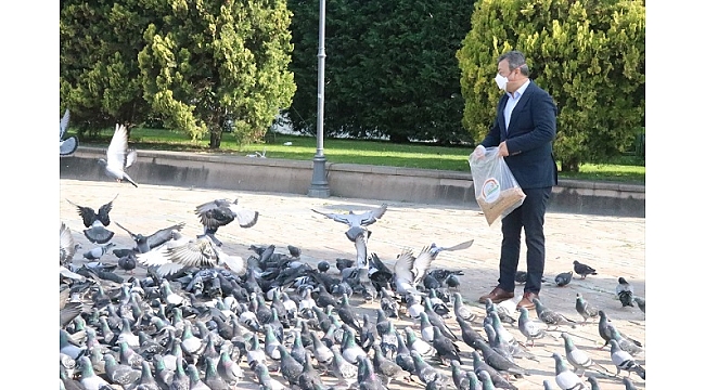 Tarım ve Orman İzmir İl Müdürlüğü ekiplerinden, sokak hayvanlarına yiyecek