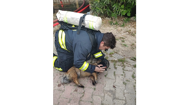 Yangın çıkan evdeki köpekler kalp masajıyla kurtarıldı