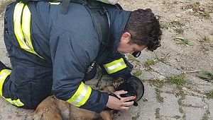 Yangın çıkan evdeki köpekler kalp masajıyla kurtarıldı