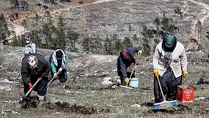 Yangından zarar gören alanlarda fidanlar ormana dönüyor