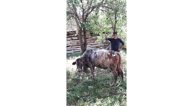 Alevler arasında kalan ineği itfaiye kurtardı
