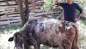 Alevler arasında kalan ineği itfaiye kurtardı