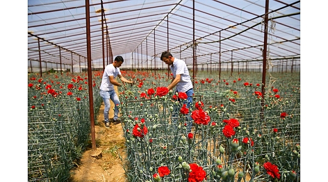 Anneler Günü çiçek üreticisine Kovid-19 sürecinde "ilaç" gibi geldi