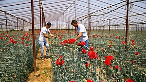 Anneler Günü çiçek üreticisine Kovid-19 sürecinde "ilaç" gibi geldi