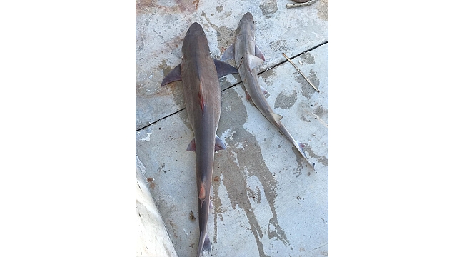 Balıkçı ağına iki köpek balığı takıldı