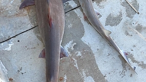 Balıkçı ağına iki köpek balığı takıldı
