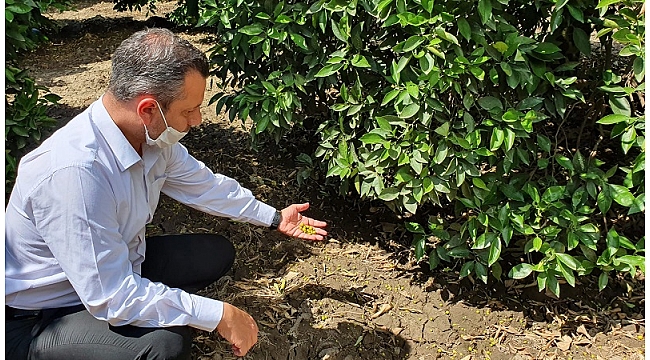 CHP’li Erbay: Narenciye üreticisi sezonu kapattı