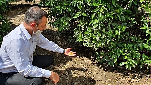 CHP’li Erbay: Narenciye üreticisi sezonu kapattı
