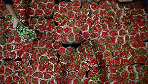 Çiçekler anneleri sevindirmek üzere yola çıktı