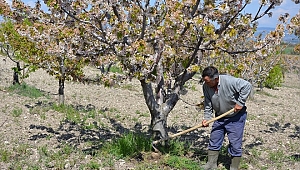 Demircili kiraz üreticilerinin hedefi Uzak Doğu