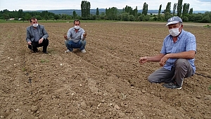 Hisarcık'ta zirai dondan tarım alanları zarar gördü