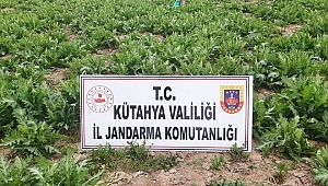 kaçak ekilen 20 bin kök haşhaş imha edildi