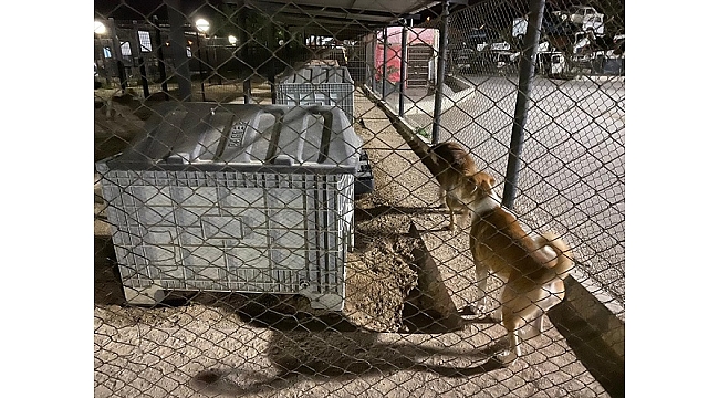 Köpeklere eziyet eden şüpheli, polis ekiplerince yakalandı