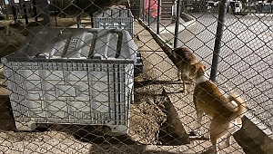 Köpeklere eziyet eden şüpheli, polis ekiplerince yakalandı