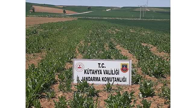 Kütahya'da kaçak ekilen 69 bin kök haşhaş imha edildi