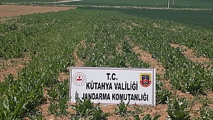 Kütahya'da kaçak ekilen 69 bin kök haşhaş imha edildi