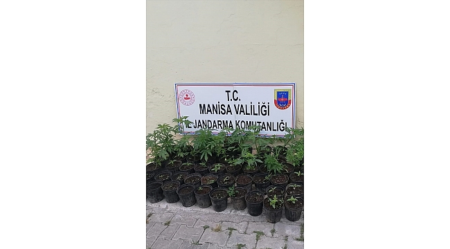 Ormanda saksılarda kenevir yetiştiren zanlı yakalandı