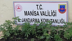 Ormanda saksılarda kenevir yetiştiren zanlı yakalandı