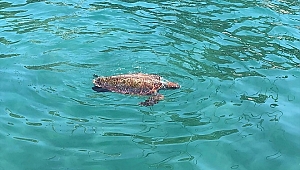 Su yüzeyinde ölü caretta caretta bulundu