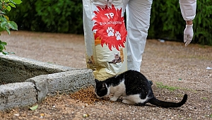 Türkiye Petrolleri’nden sokak hayvanlarına mama desteği