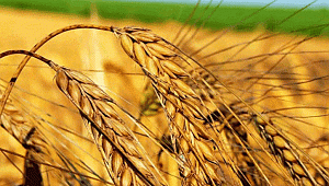 2 bin yıllık "Ahmet Buğdayı" tohumu