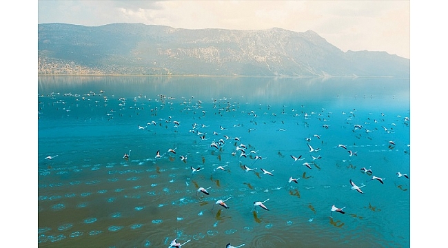 Acıgöl'de yaşayan binlerce flamingo izleyenleri büyüledi